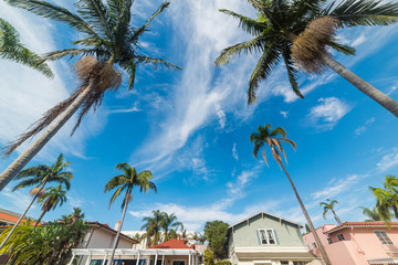 Palm trees and beautiful houses in Santa Barbara