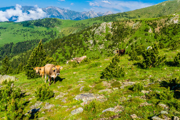 Brown cows grazing in the high mountains.