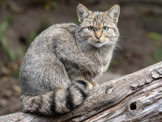 European wild cat, Felis s. sylvestris, watching the photographer