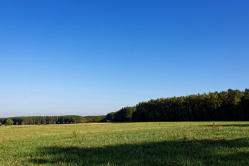 Fototapeta premium Sunny autumn forest