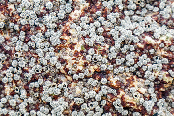 barnacle a marine crustacean with an external shell and itself permanently to stone