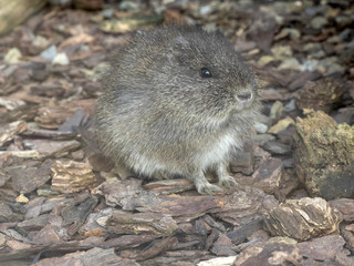 Brazilian Guinea pig, Cavia aperea, is a wild guinea pig