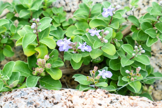 Fototapeta light blue flower on plant and sandstone granite near beach