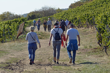 siefersheimer weinwanderung 2018
