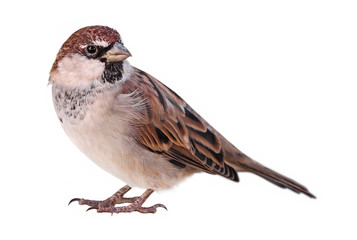Sparrow (Passer italiae), isolated, with white background