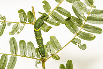 Caterpillar of common nawab butterfly ( Polyura athamas ) in 5th stage walking on host plant leaf