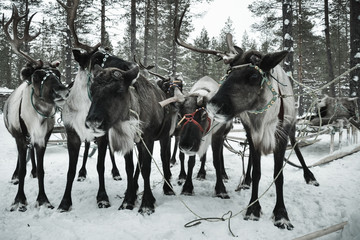 the guest of the reindeer herders