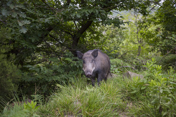 horizontal image of an adult wild boar looking towards the photographer