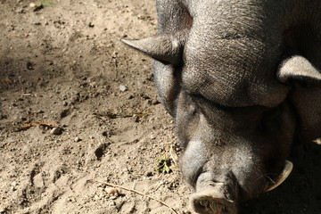 Cochon de ferme