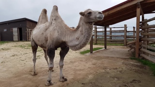 a two-humped camel walks behind a fence at the zoo