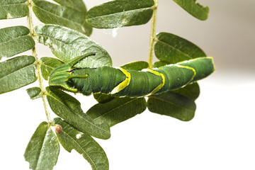 Caterpillar of common nawab butterfly ( Polyura athamas ) in 5th stage walking on host plant leaf