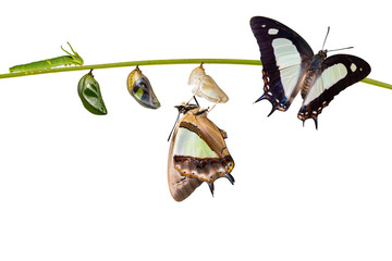 Fototapeta premium Izolowana transformacja pospolitego motyla nawab (Polyura athamas) wyłoniła się z gąsienicy i poczwarki, metamorfoza, wzrost, cykl życia zawieszony na gałązce