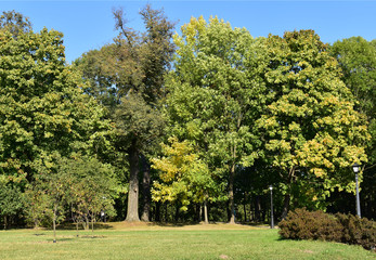 Landscape is golden autumn.