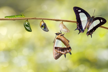 Transformaion of common nawab butterfly ( Polyura athamas )  emerged from caterpillar and chrysalis , metamorphosis , growth , life cycle hanging on twig