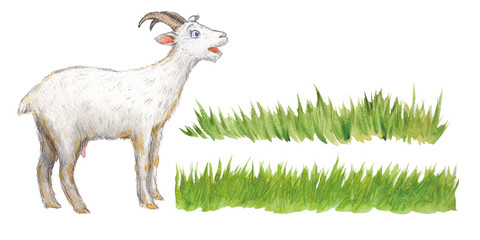 Goat and grass