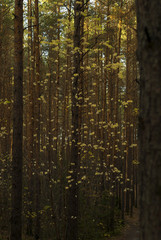 beautiful vertical golden pine autumn forest with bright yellow leaves of deciduous bushes