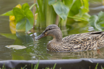 image of a duck swimming in the pond.
