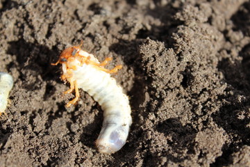 Engerling - the larva from the cockchafer