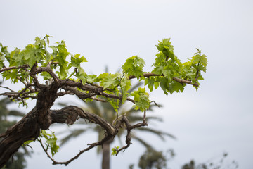 horizontal image of a vine plant of white grapes to make wine.