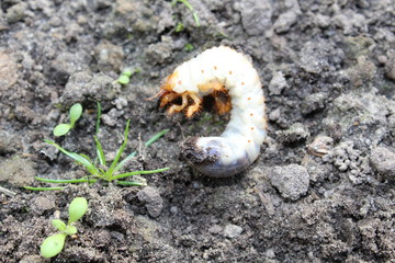 Engerling - the larva from the cockchafer