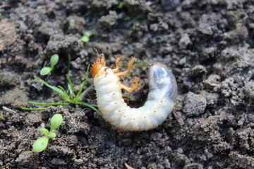 Engerling - the larva from the cockchafer