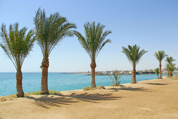Date palms on beach. Row of date palms grow on sea shore. Tropical resort in Egypt