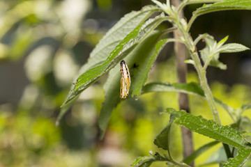 Pupa or chrysalis of yellow coster butterfly ( Acraea issoria ) resting on leaf