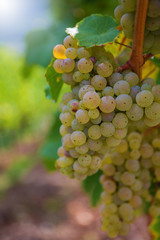 Weintrauben sind Gesundheitsfördernd