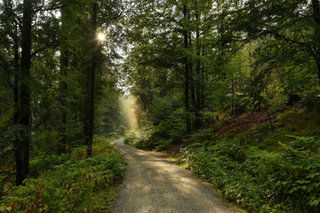 Fototapeta na wymiar Waldweg im Fichtelgebirge Wald Freizeit Wandern