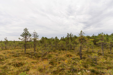 Viru bog (Viru raba) in the Lahemaa National Park in Estonia.