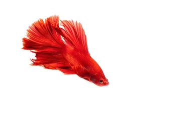 Foto op Aluminium The moving moment beautiful of red siamese betta fish or splendens fighting fish in thailand on isolated white background with space for texts. Thailand called Pla-kad or biting fish. © Soonthorn