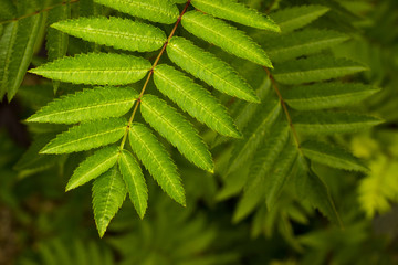Rowan tree on blurred background. Copy space. Soft focus. Green leaves.