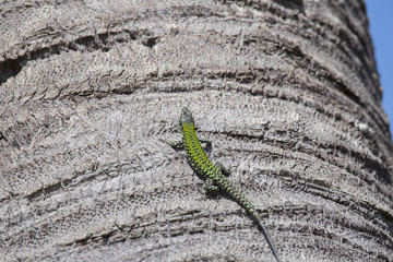 horizontal image with detail of a green lizard climbing on a.tree.