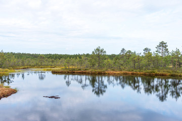 Viru bog (Viru raba) in the Lahemaa National Park in Estonia.