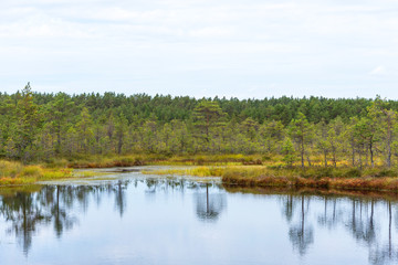 Fototapeta na wymiar Viru bog (Viru raba) in the Lahemaa National Park in Estonia.