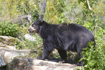 Obraz na płótnie Canvas Andean bear (Tremarctos ornatus) also known as the spectacled bear, walking among vegetation