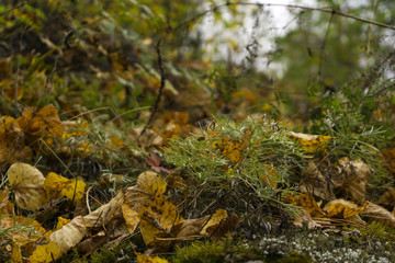 autumn forest floor with moss, grass and fallen yellow leaves close-up on a blurred background