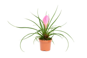 Naklejka na ściany i meble Plant flower in pot isolated on white background
