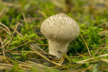 common puffball mushroom Lycoperdon perlatum closeup among fallen needles in the understory