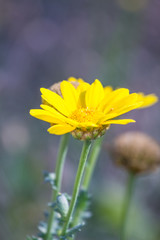 fleur d'Arnica - 01