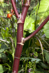 Castor plant: 8-pointed leaves, seed pods, and fleshy red stalks.