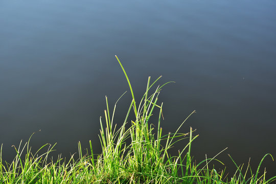 kępa trawy na brzegu jeziora © Jacek