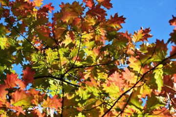 piękne jezienne liście na drzewie w lesie © Jacek