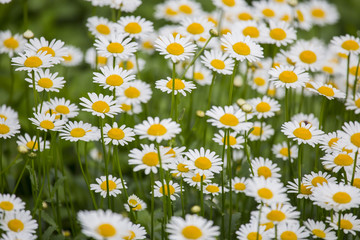 Fototapeta premium image with detail of white daisies in a field