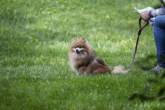 horizontal image of a small dog on a leash in a park.