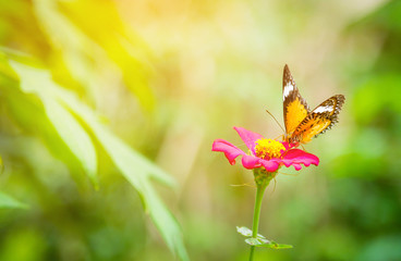 The butterfly eating nectar from the fresh pink flower in the garden.