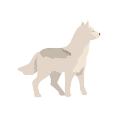 Polar wolf arctic animal vector Illustration on a white background