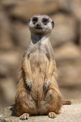 Meerkat standing on a rock 
