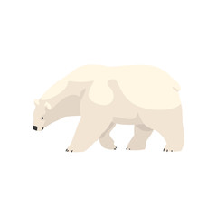 White polar bear arctic animal vector Illustration on a white background