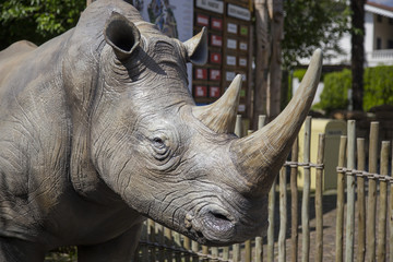 image with detail of a plastic fake rhino used as a tourist attraction.